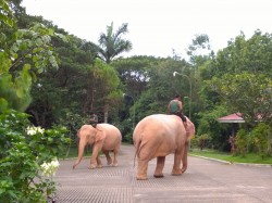 ช้างเผือกคู่บ้านคู่เมืองของพม่า